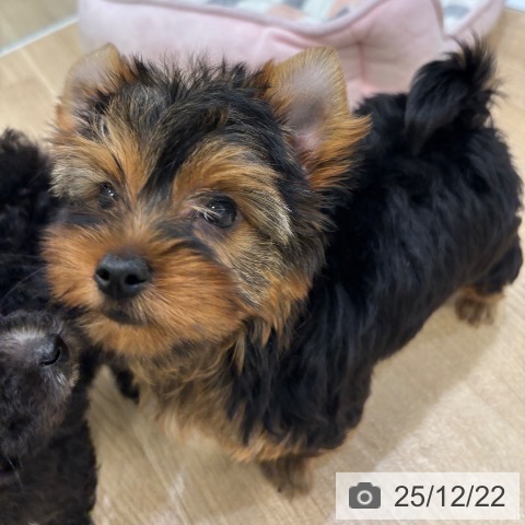 大阪府のヨークシャーテリア (ペットプラス 堺北花田店/2025年10月18日生まれ/男の子/スチールブルータン)の子犬の3枚目の画像