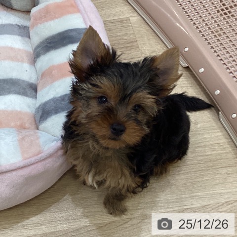 ヨークシャー・テリアの写真