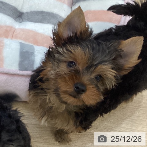 ヨークシャー・テリアの写真