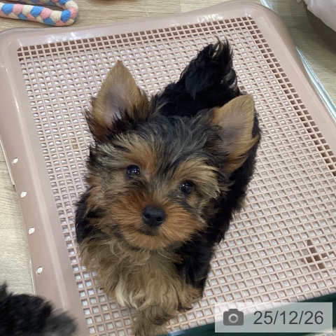 ヨークシャー・テリアの写真