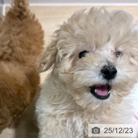 兵庫県のトイプードル(トイ) (ペットプラス 神戸三宮店/2025年10月15日生まれ/女の子/クリーム)の子犬の3枚目の画像