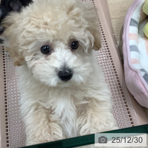 大阪府のトイプードル(トイ) (ペットプラス 鶴見店/2025年10月15日生まれ/男の子/クリーム)の子犬の4枚目の画像