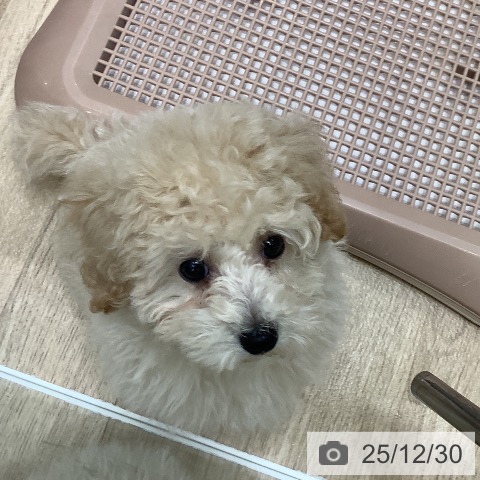 大阪府のトイプードル(トイ) (ペットプラス 鶴見店/2025年10月15日生まれ/男の子/クリーム)の子犬の3枚目の画像