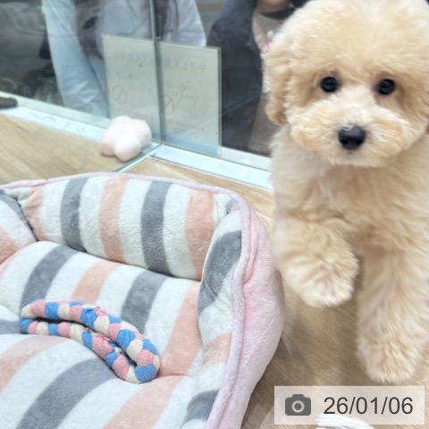 大阪府のトイプードル(トイ) (ペットプラス 堺北花田店/2025年10月15日生まれ/男の子/クリーム)の子犬の3枚目の画像