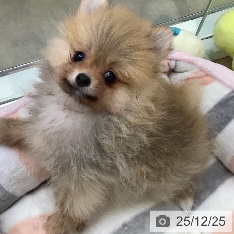 兵庫県のポメラニアン (ペットプラス 明石店/2025年10月18日生まれ/男の子/オレンジセーブル)の子犬の4枚目の画像