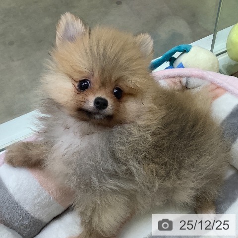 兵庫県のポメラニアン (ペットプラス 明石店/2025年10月18日生まれ/男の子/オレンジセーブル)の子犬の3枚目の画像