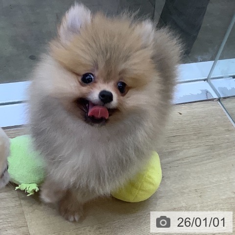 兵庫県のポメラニアン (ペットプラス 明石店/2025年10月18日生まれ/男の子/オレンジセーブル)の子犬の4枚目の画像