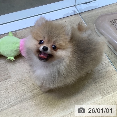 兵庫県のポメラニアン (ペットプラス 明石店/2025年10月18日生まれ/男の子/オレンジセーブル)の子犬の3枚目の画像