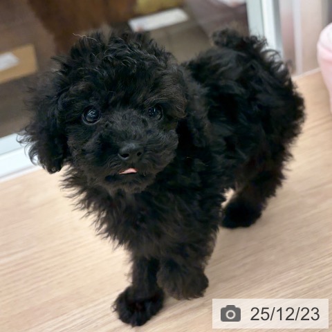 京都府のトイプードル(トイ) (ペットプラス 京都桂川店/2025年10月20日生まれ/女の子/ブラック)の子犬の4枚目の画像