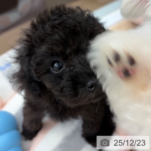 京都府のトイプードル(トイ) (ペットプラス 京都桂川店/2025年10月20日生まれ/女の子/ブラック)の子犬の3枚目の画像