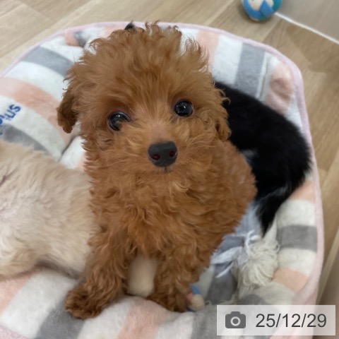 トイ・プードルの写真