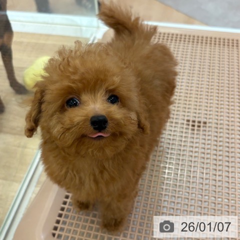 トイ・プードルの写真