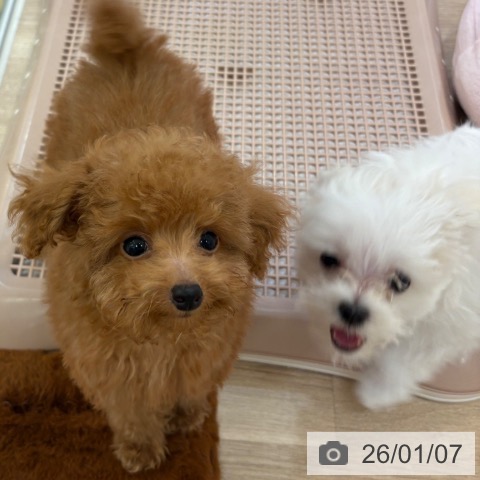 トイ・プードルの写真