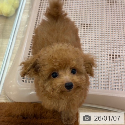 トイ・プードルの写真