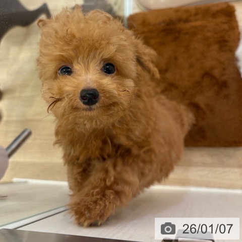 トイ・プードルの写真