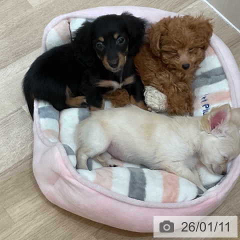 トイ・プードルの写真