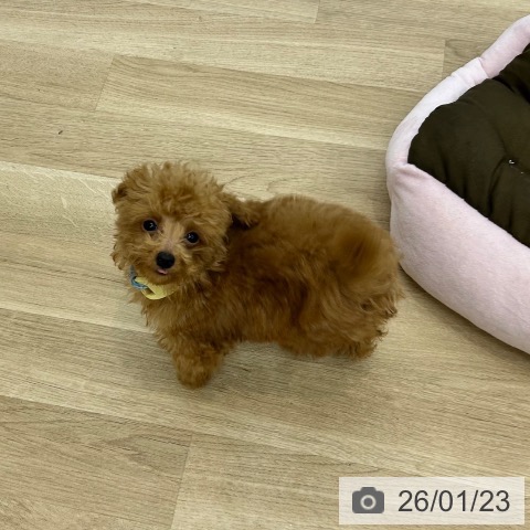 トイ・プードルの写真