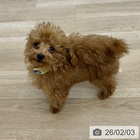 トイ・プードルの写真