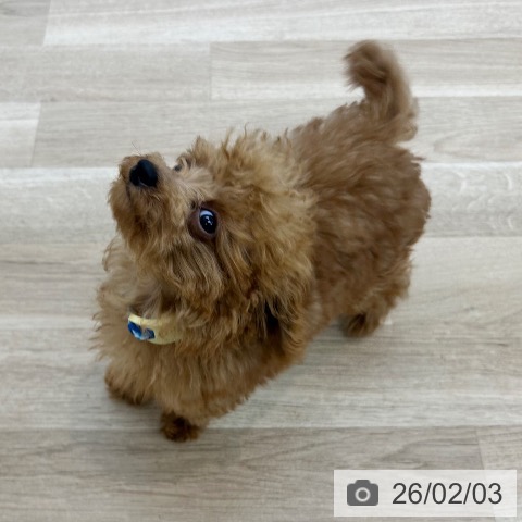 トイ・プードルの写真