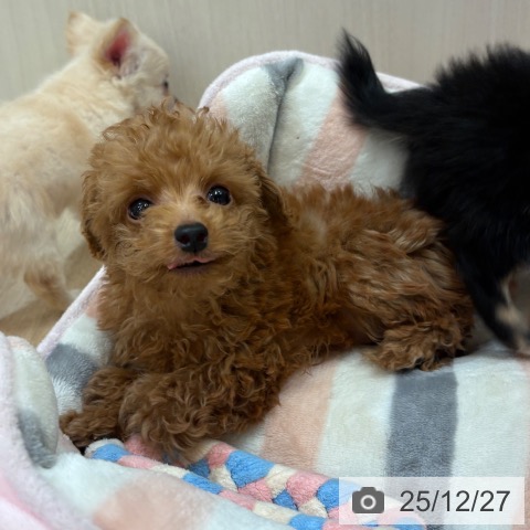 大阪府のトイプードル(トイ) (ペットプラス 大阪ドームシティ店/2025年10月12日生まれ/男の子/レッド)の子犬の4枚目の画像