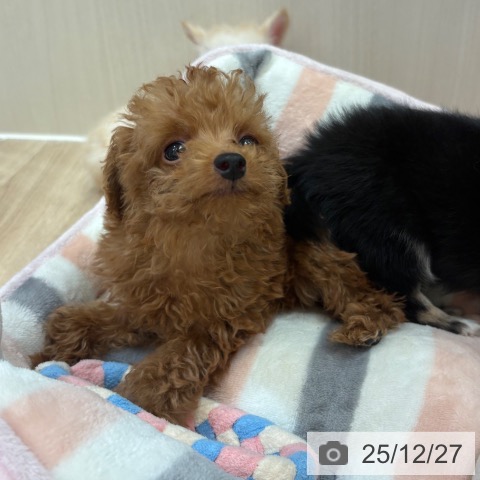 大阪府のトイプードル(トイ) (ペットプラス 大阪ドームシティ店/2025年10月12日生まれ/男の子/レッド)の子犬の3枚目の画像