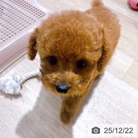 大阪府のトイプードル(トイ) (ペットプラス イオン大日店/2025年10月12日生まれ/女の子/レッド)の子犬の4枚目の画像