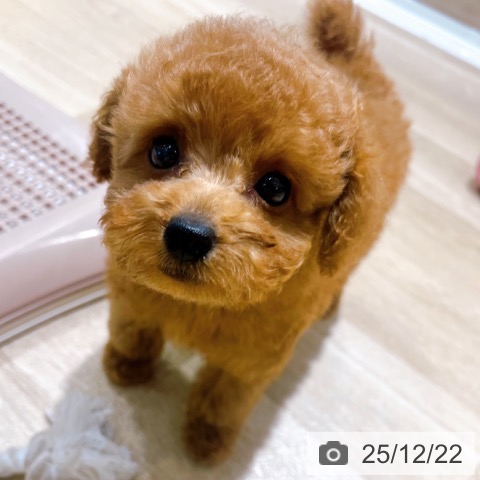 大阪府のトイプードル(トイ) (ペットプラス イオン大日店/2025年10月12日生まれ/女の子/レッド)の子犬の3枚目の画像