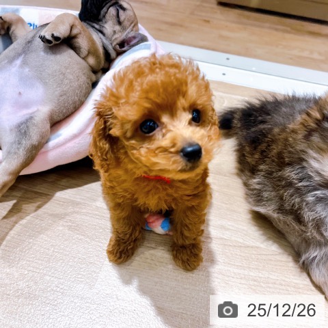 大阪府のトイプードル(トイ) (ペットプラス イオン大日店/2025年10月12日生まれ/女の子/レッド)の子犬の3枚目の画像