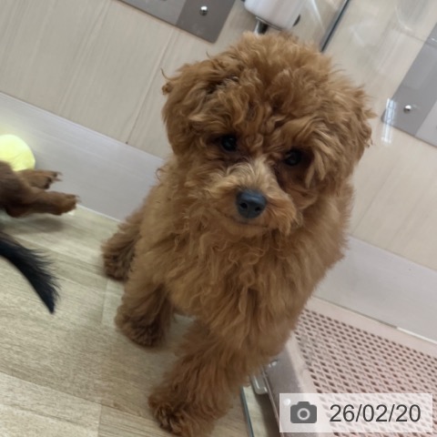 兵庫県のトイプードル(トイ) (ペットプラス 姫路大津店/2025年10月12日生まれ/女の子/レッド)の子犬の3枚目の画像