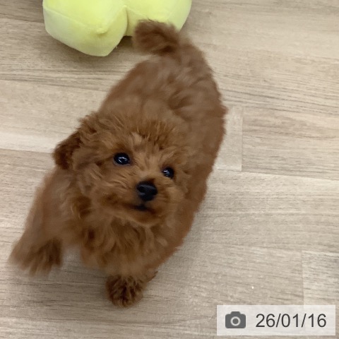 大阪府のトイプードル(トイ) (ペットプラス りんくう泉南店/2025年10月12日生まれ/女の子/レッド)の子犬の4枚目の画像