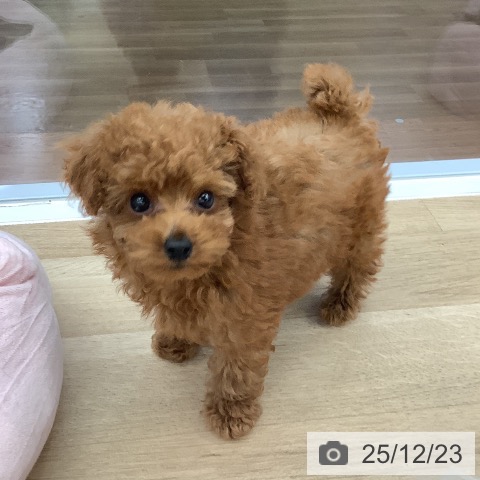 大阪府のトイプードル(トイ) (ペットプラス りんくう泉南店/2025年10月12日生まれ/女の子/レッド)の子犬の3枚目の画像