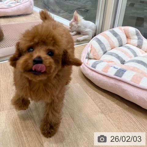 大阪府のトイプードル(トイ) (ペットプラス 堺北花田店/2025年10月12日生まれ/女の子/レッド)の子犬の4枚目の画像