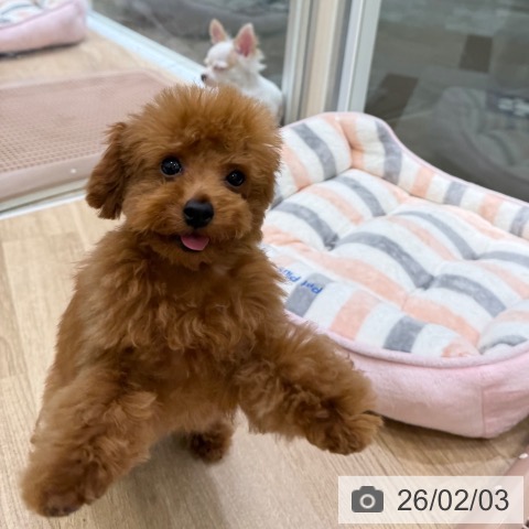 大阪府のトイプードル(トイ) (ペットプラス 堺北花田店/2025年10月12日生まれ/女の子/レッド)の子犬の3枚目の画像