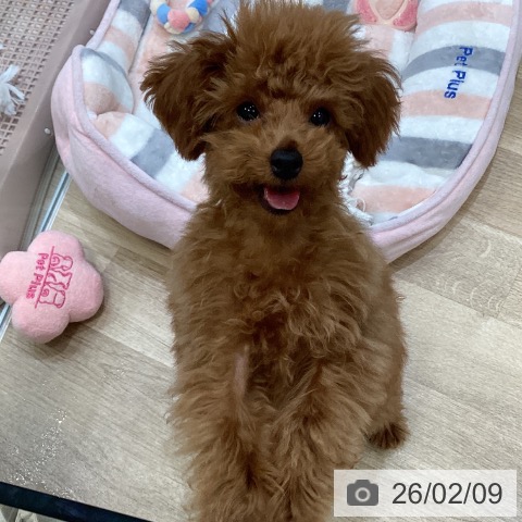 大阪府のトイプードル(トイ) (ペットプラス 堺北花田店/2025年10月12日生まれ/女の子/レッド)の子犬の4枚目の画像