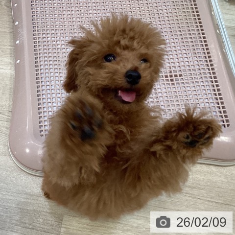 大阪府のトイプードル(トイ) (ペットプラス 堺北花田店/2025年10月12日生まれ/女の子/レッド)の子犬の3枚目の画像