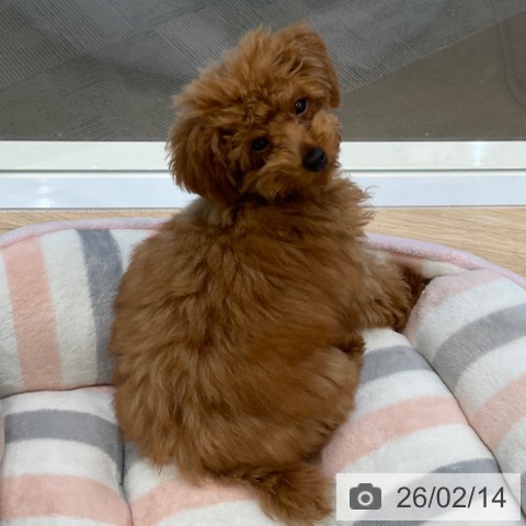 トイ・プードルの写真