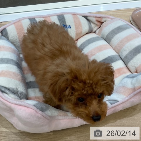 トイ・プードルの写真