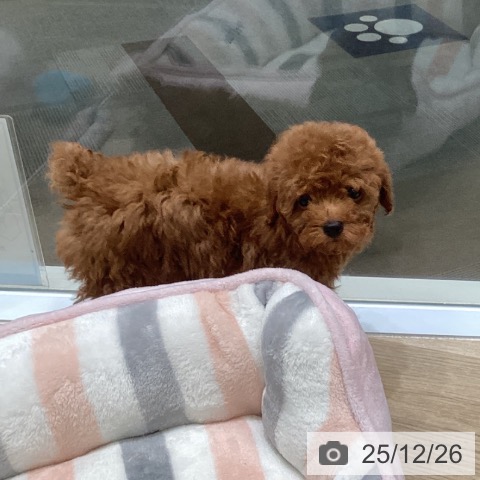 トイ・プードルの写真