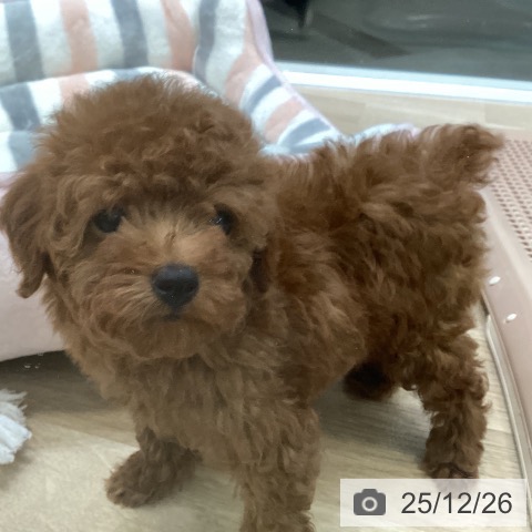 トイ・プードルの写真