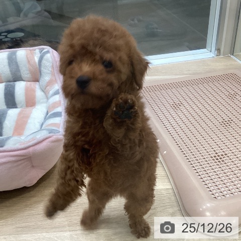 トイ・プードルの写真