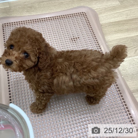 大阪府のトイプードル(トイ) (ペットプラス 鶴見店/2025年10月20日生まれ/女の子/レッド)の子犬の4枚目の画像