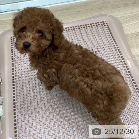 大阪府のトイプードル(トイ) (ペットプラス 鶴見店/2025年10月20日生まれ/女の子/レッド)の子犬の3枚目の画像