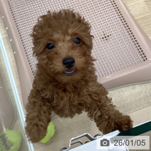 大阪府のトイプードル(トイ) (ペットプラス 鶴見店/2025年10月20日生まれ/女の子/レッド)の子犬の4枚目の画像