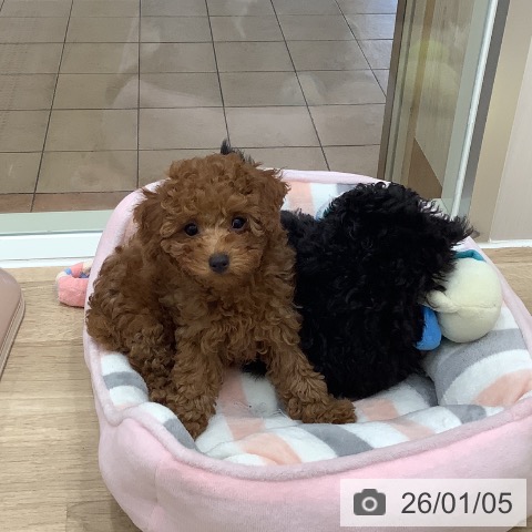 大阪府のトイプードル(トイ) (ペットプラス 鶴見店/2025年10月20日生まれ/女の子/レッド)の子犬の3枚目の画像
