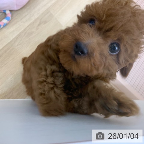 京都府のトイプードル(トイ) (ペットプラス 久御山店/2025年10月20日生まれ/女の子/レッド)の子犬の4枚目の画像