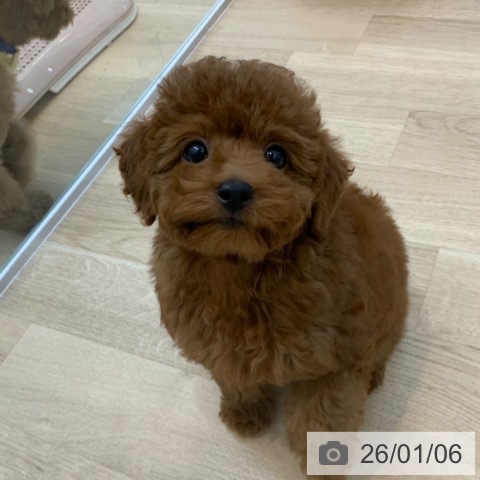 京都府のトイプードル(トイ) (ペットプラス 久御山店/2025年10月20日生まれ/女の子/レッド)の子犬の3枚目の画像