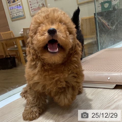 大阪府のトイプードル(トイ) (ペットプラス 堺鉄砲町店/2025年10月19日生まれ/女の子/レッド)の子犬の4枚目の画像