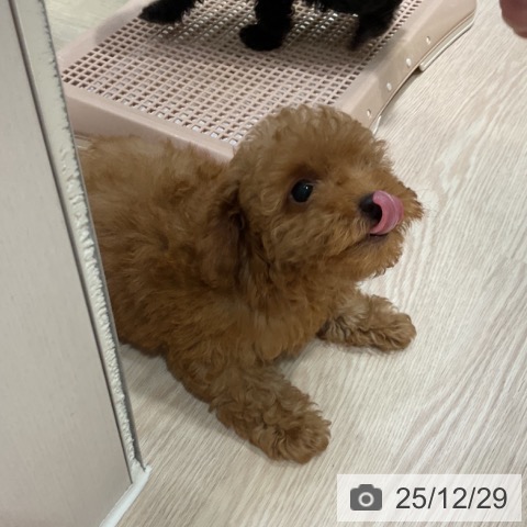 大阪府のトイプードル(トイ) (ペットプラス 堺鉄砲町店/2025年10月19日生まれ/女の子/レッド)の子犬の3枚目の画像