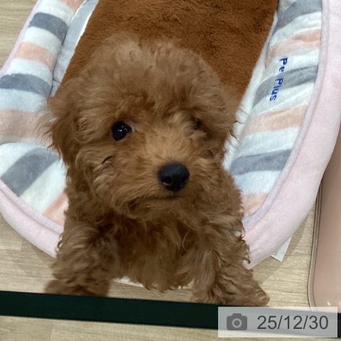 大阪府のトイプードル(トイ) (ペットプラス 堺北花田店/2025年10月19日生まれ/女の子/レッド)の子犬の3枚目の画像