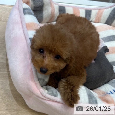 トイ・プードルの写真